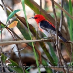 Myzomela sanguinolenta (Scarlet Honeyeater) at Meroo National Park - 14 Jan 2018 by Charles Dove