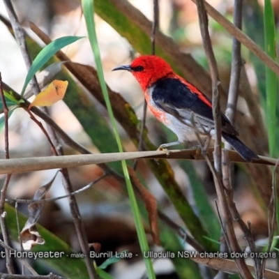 Myzomela sanguinolenta (Scarlet Honeyeater) at Meroo National Park - 15 Jan 2018 by CharlesDove