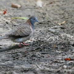 Geopelia humeralis (Bar-shouldered Dove) at Undefined - 15 Jan 2018 by Charles Dove