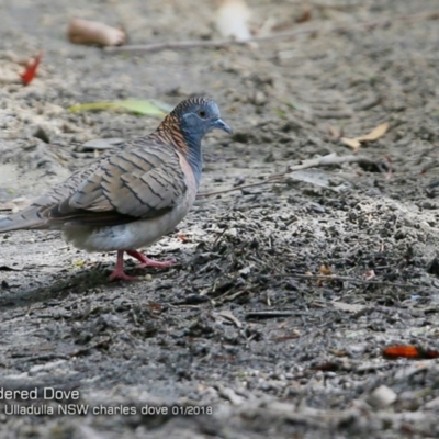 Geopelia humeralis (Bar-shouldered Dove) at Undefined - 15 Jan 2018 by Charles Dove