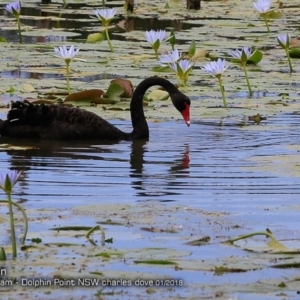 Cygnus atratus at Burrill Lake, NSW - 18 Jan 2018 12:00 AM