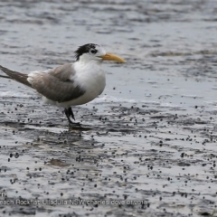 Thalasseus bergii (Crested Tern) at South Pacific Heathland Reserve - 18 Jan 2018 by Charles Dove