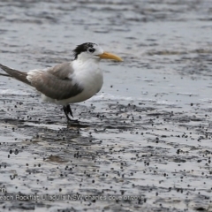 Thalasseus bergii (Crested Tern) at South Pacific Heathland Reserve - 19 Jan 2018 by CharlesDove