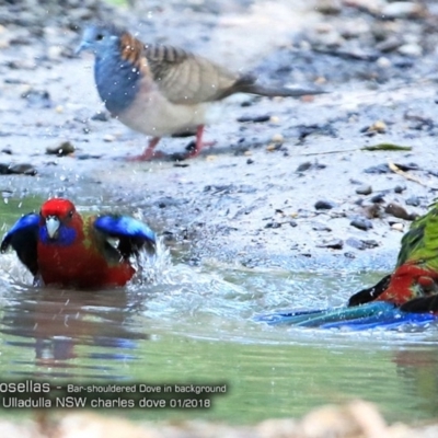 Platycercus elegans (Crimson Rosella) at Undefined - 18 Jan 2018 by CharlesDove