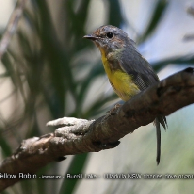Eopsaltria australis (Eastern Yellow Robin) at Meroo National Park - 15 Jan 2018 by Charles Dove