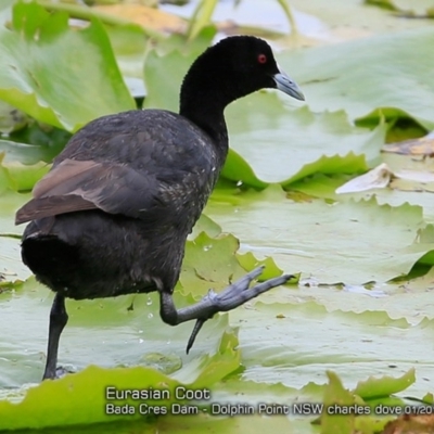 Fulica atra (Eurasian Coot) at Wairo Beach and Dolphin Point - 18 Jan 2018 by Charles Dove