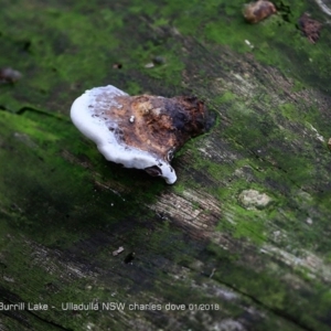 Rhodofomitopsis lilacinogilva at Meroo National Park - 19 Jan 2018