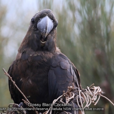 Calyptorhynchus lathami lathami (Glossy Black-Cockatoo) at South Pacific Heathland Reserve - 26 Jan 2018 by CharlesDove