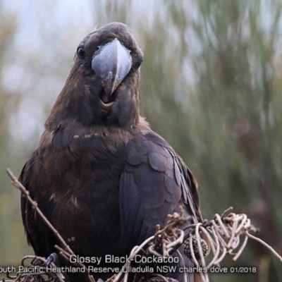 Calyptorhynchus lathami (Glossy Black-Cockatoo) at South Pacific Heathland Reserve - 25 Jan 2018 by Charles Dove