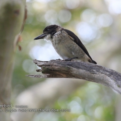 Cracticus torquatus (Grey Butcherbird) at Wairo Beach and Dolphin Point - 18 Jan 2018 by Charles Dove