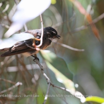 Rhipidura albiscapa (Grey Fantail) at Meroo National Park - 15 Jan 2018 by Charles Dove