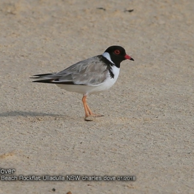 Charadrius rubricollis (Hooded Plover) at South Pacific Heathland Reserve - 14 Jan 2018 by Charles Dove
