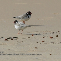 Charadrius rubricollis at suppressed - 15 Jan 2018