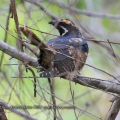 Eudynamys orientalis (Pacific Koel) at Wairo Beach and Dolphin Point - 18 Jan 2018 by CharlesDove