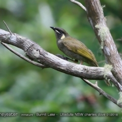 Meliphaga lewinii (Lewin's Honeyeater) at Meroo National Park - 16 Jan 2018 by CharlesDove