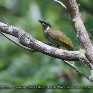 Meliphaga lewinii at Meroo National Park - 16 Jan 2018