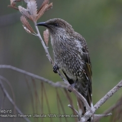 Anthochaera chrysoptera (Little Wattlebird) at South Pacific Heathland Reserve - 19 Jan 2018 by CharlesDove