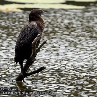 Phalacrocorax sulcirostris (Little Black Cormorant) at Wairo Beach and Dolphin Point - 17 Jan 2018 by Charles Dove