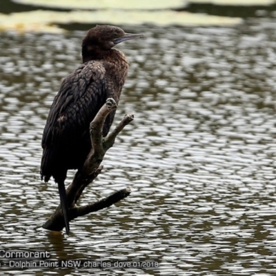 Phalacrocorax sulcirostris (Little Black Cormorant) at Wairo Beach and Dolphin Point - 18 Jan 2018 by CharlesDove