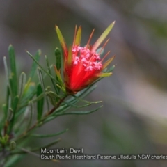 Lambertia formosa (Mountain Devil) at South Pacific Heathland Reserve - 18 Jan 2018 by Charles Dove