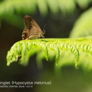 Hypocysta metirius at Meroo National Park - 19 Jan 2018 12:00 AM