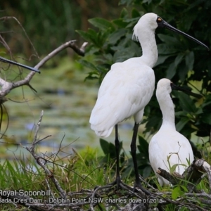 Platalea regia at Burrill Lake, NSW - 16 Jan 2018 12:00 AM