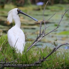 Platalea regia at Burrill Lake, NSW - 16 Jan 2018 12:00 AM