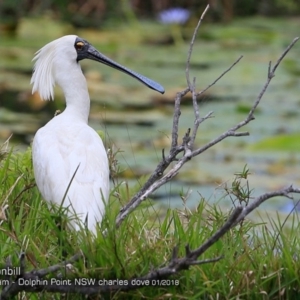 Platalea regia at Burrill Lake, NSW - 16 Jan 2018 12:00 AM