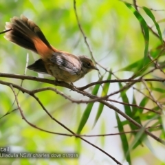 Rhipidura rufifrons (Rufous Fantail) at Meroo National Park - 15 Jan 2018 by Charles Dove