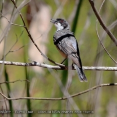 Pachycephala rufiventris (Rufous Whistler) at Meroo National Park - 16 Jan 2018 by CharlesDove