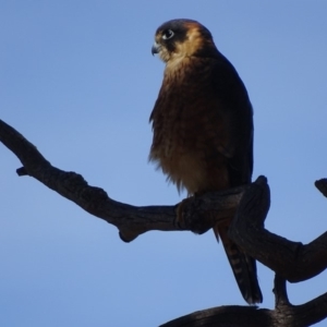 Falco longipennis at Garran, ACT - 15 May 2018