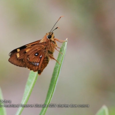 Trapezites symmomus (Splendid Ochre) at - 18 Jan 2018 by Charles Dove