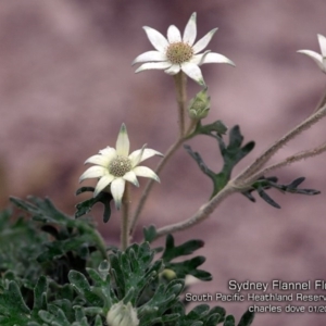 Actinotus helianthi at South Pacific Heathland Reserve - suppressed