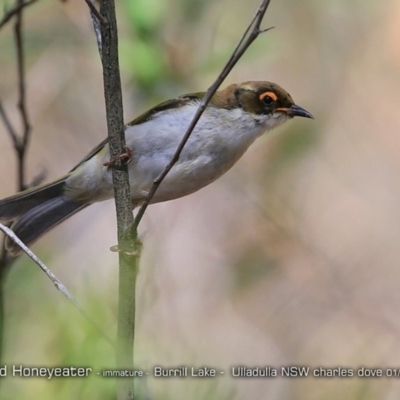 Melithreptus lunatus (White-naped Honeyeater) at Meroo National Park - 16 Jan 2018 by CharlesDove