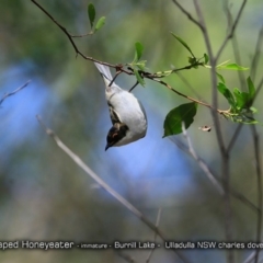 Melithreptus lunatus at Meroo National Park - 16 Jan 2018 12:00 AM