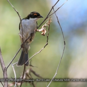 Melithreptus lunatus at Meroo National Park - 16 Jan 2018 12:00 AM