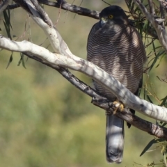 Tachyspiza fasciata (Brown Goshawk) at Garran, ACT - 15 May 2018 by roymcd