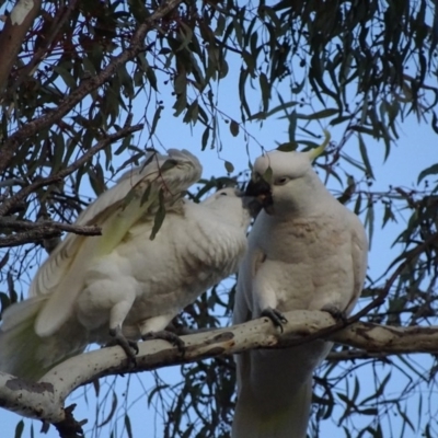 Cacatua galerita (Sulphur-crested Cockatoo) at Narrabundah, ACT - 15 May 2018 by roymcd
