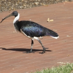 Threskiornis spinicollis (Straw-necked Ibis) at Canberra, ACT - 15 May 2018 by Alison Milton