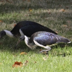 Threskiornis spinicollis at Canberra, ACT - 15 May 2018