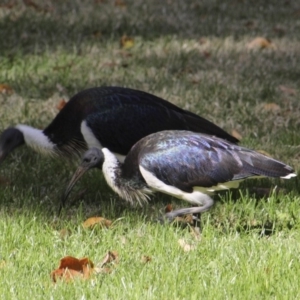 Threskiornis spinicollis at Canberra, ACT - 15 May 2018