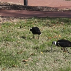 Threskiornis spinicollis at Canberra, ACT - 15 May 2018 01:05 PM