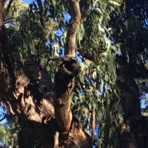Native tree with hollow(s) at Eden, NSW - 14 May 2018