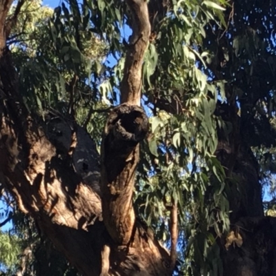 Native tree with hollow(s) (Native tree with hollow(s)) at Ben Boyd National Park - 13 May 2018 by nickhopkins