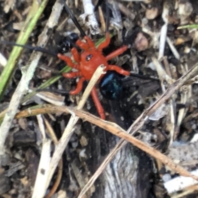 Nicodamidae (family) (Red and Black Spider) at Eden, NSW - 14 May 2018 by nickhopkins