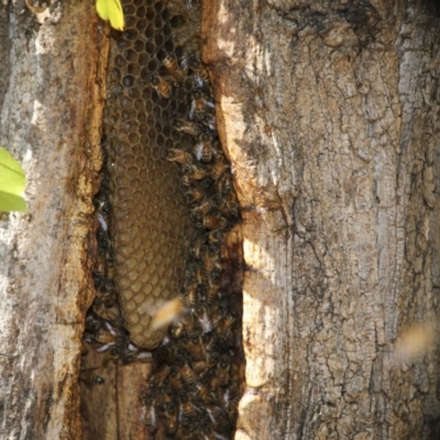 Apis mellifera (European honey bee) at City Renewal Authority Area - 15 May 2018 by AlisonMilton