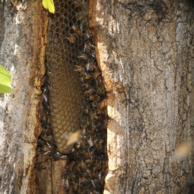 Apis mellifera (European honey bee) at Canberra, ACT - 15 May 2018 by AlisonMilton