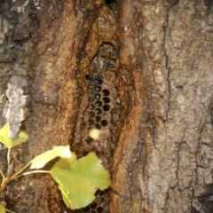 Apis mellifera at Canberra, ACT - 15 May 2018 01:51 PM