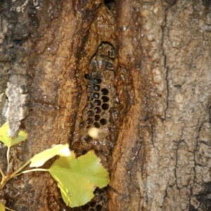 Apis mellifera at Canberra, ACT - 15 May 2018