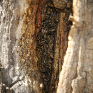 Apis mellifera at Canberra, ACT - 15 May 2018 01:51 PM